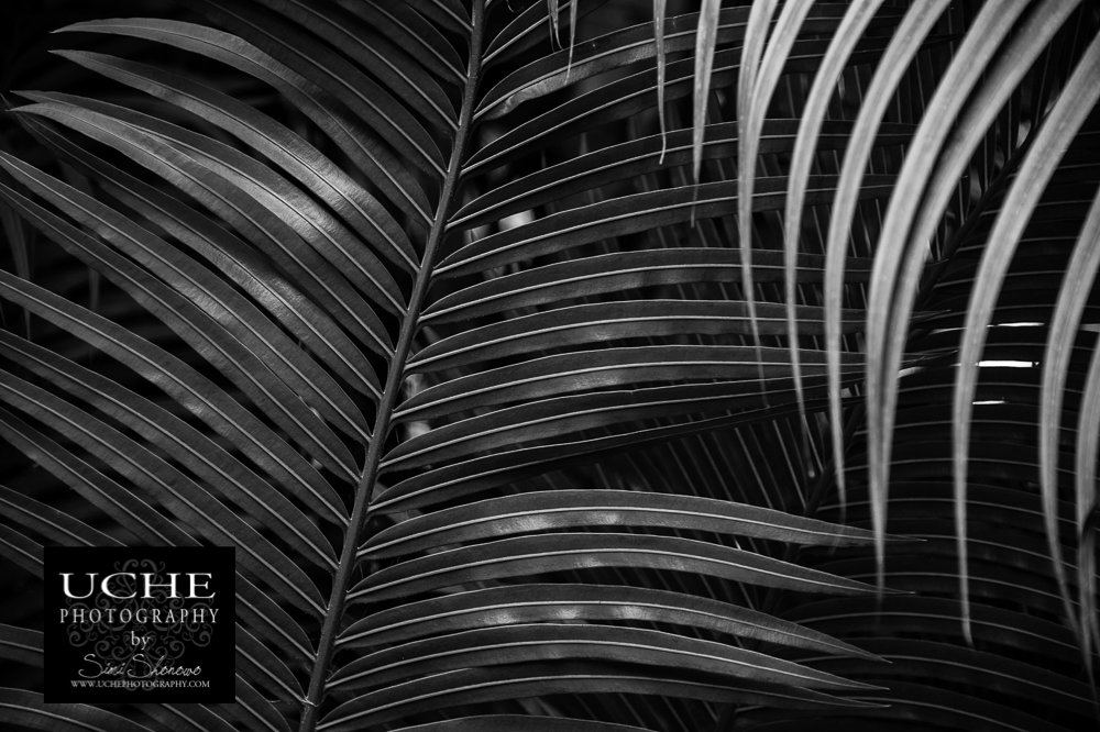 20151218.352.365.palm lines