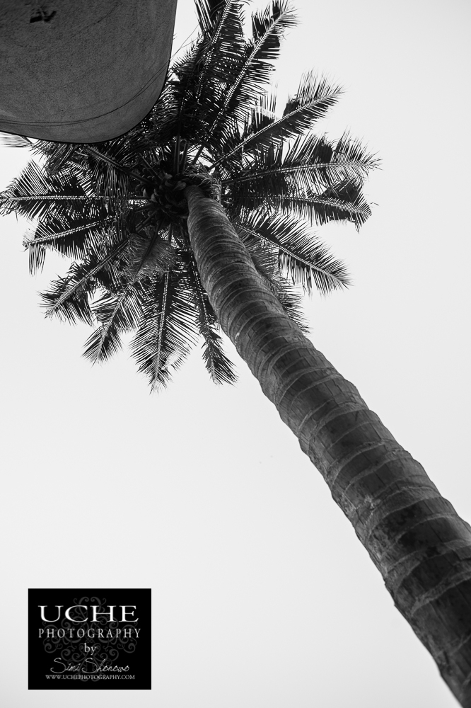 20151226.360.365.look up (tropics edition)