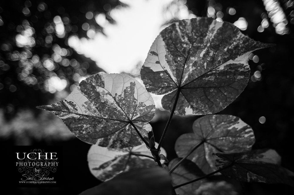20151227.361.365.leafing out