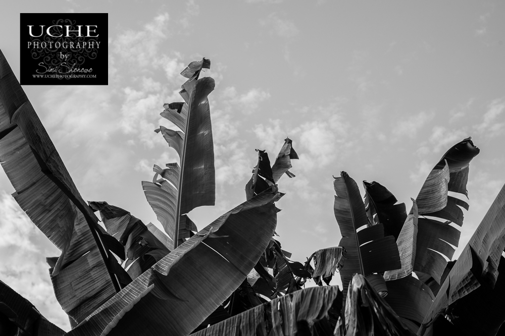 20151230.364.365.grove to sky