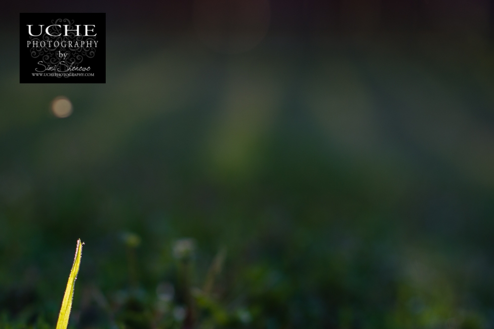 20150217.048.365.single blade