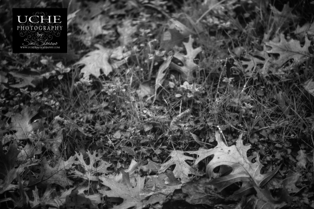 20160106.006.365.rain jewled grass