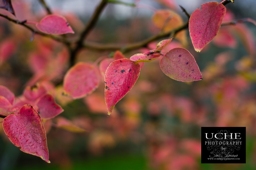 20160108.008.365.fall leavery