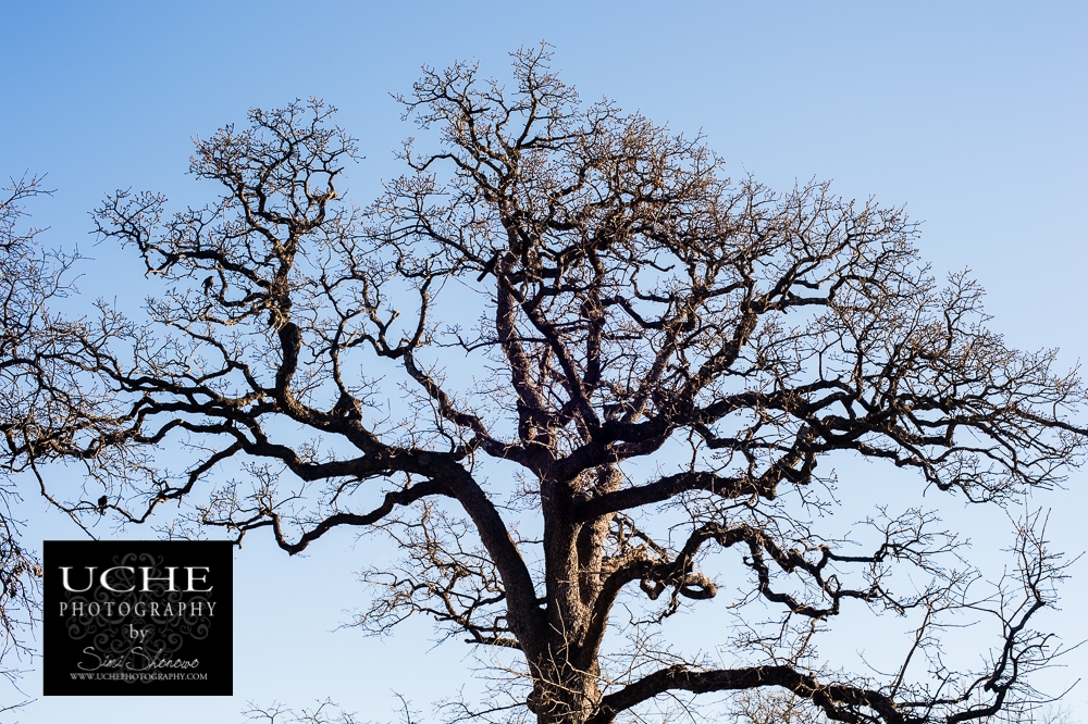 20160203.034.365.bare tree, blue sky