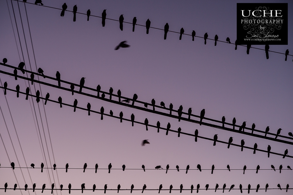 20160210.041.365.birds v2016
