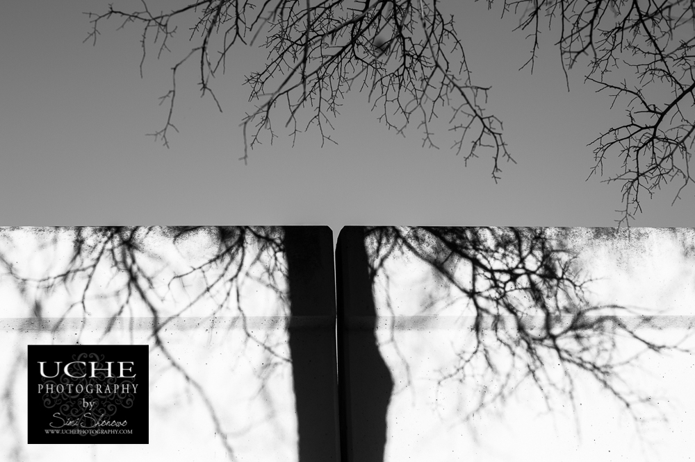 20160211.042.365.bare tree no middle