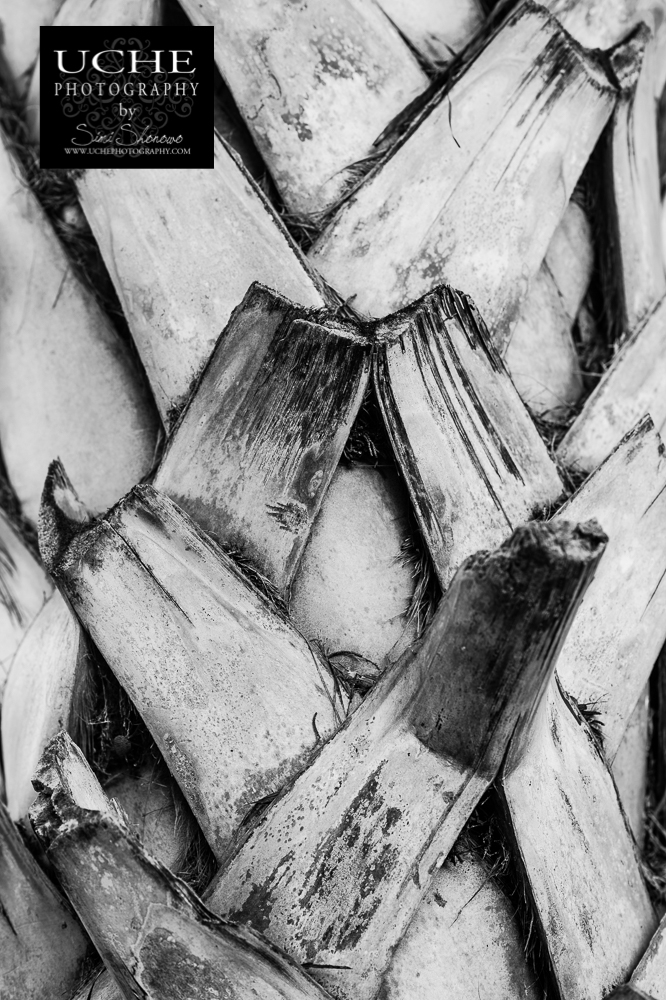 20160214.045.365.palm pattern