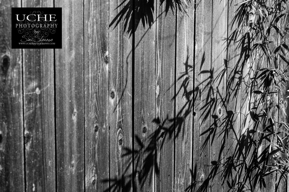 20160224.055.365.fence friday bamboo edition