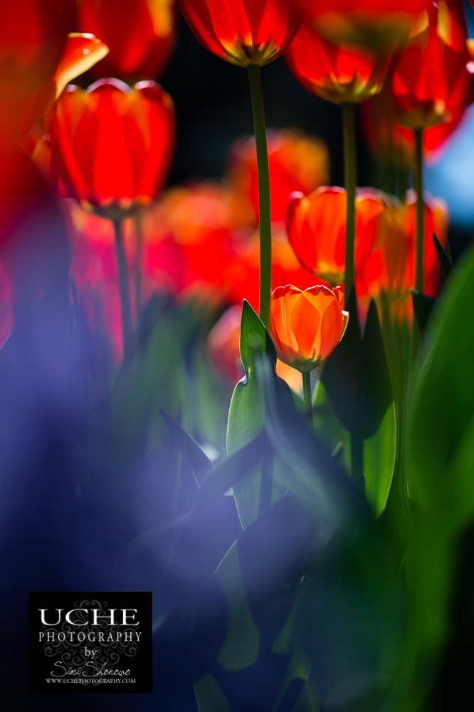 20160226.057.365.orange through purple and green
