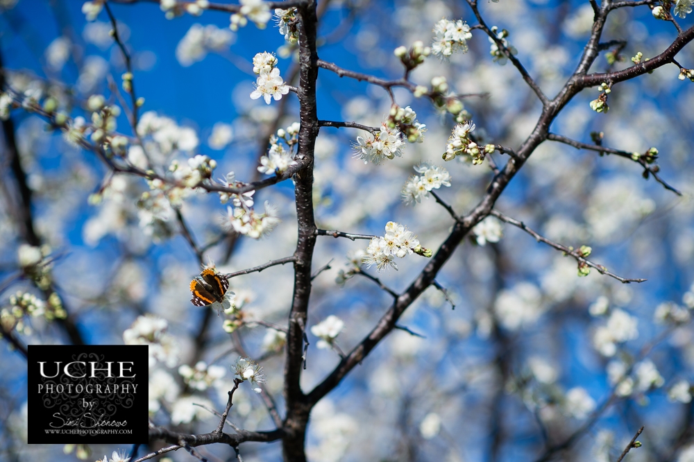20160303.063.365.butterfly spot color