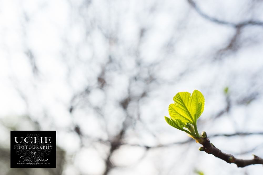 20160308.068.365.fig buds