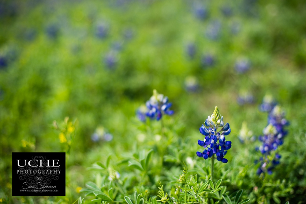 20160315.075.365.bluebonnet rising