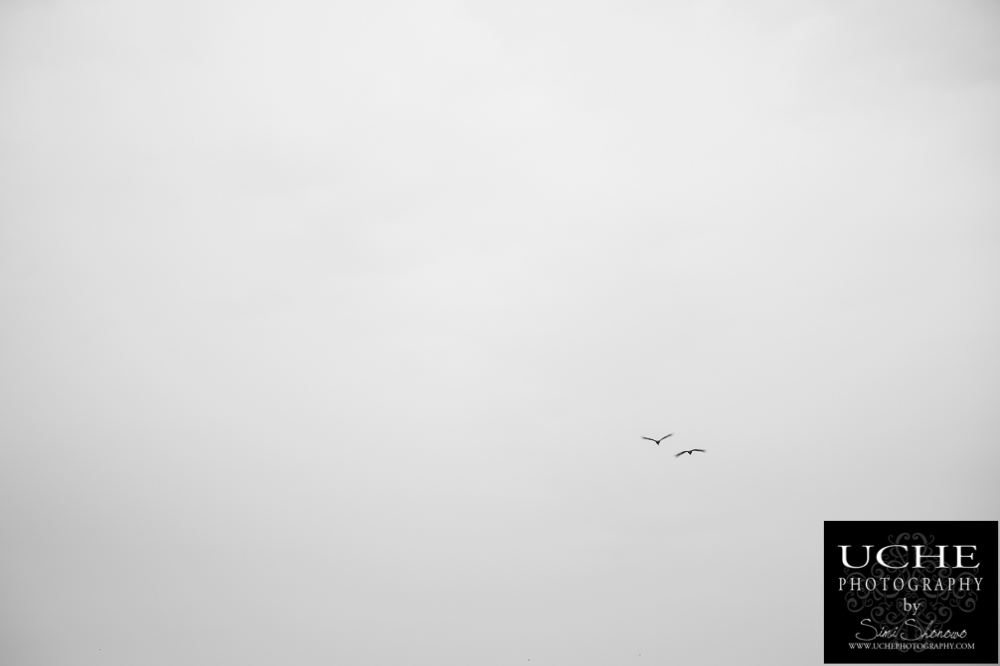 20160409.100.365.flight companion