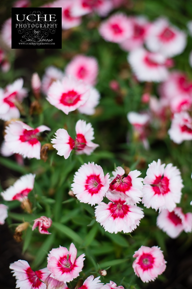 20160413.104.365.bushel pink