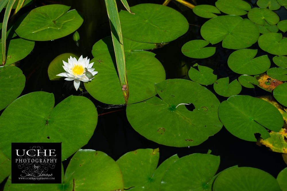 20160414.105.365.lily pad habitat