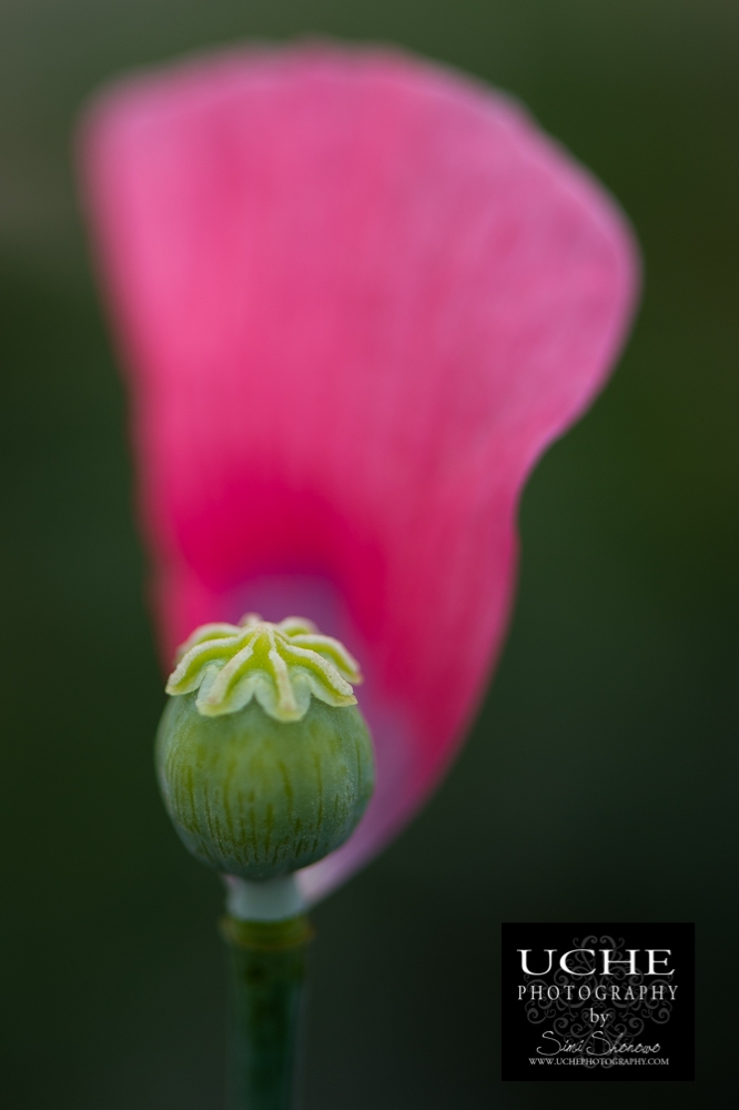 20160426.117.365.hang on poppy