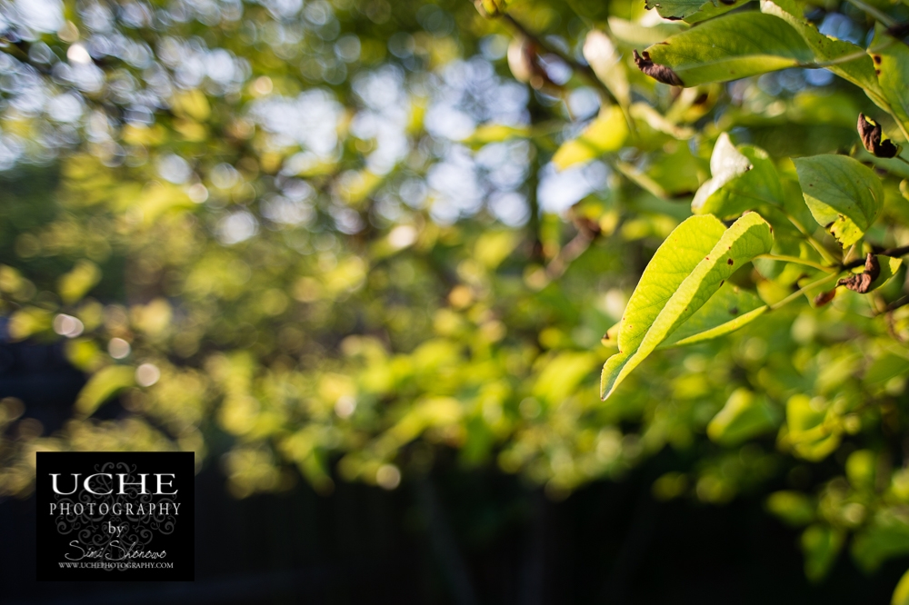 20160521.142.365.sunshine life