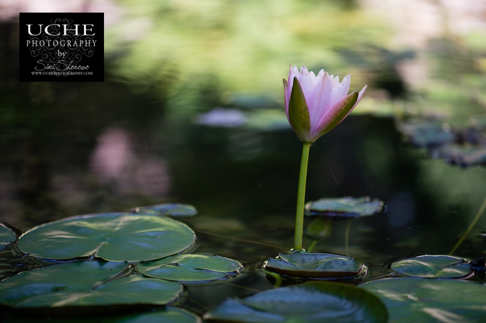 20160606.158.365.lily