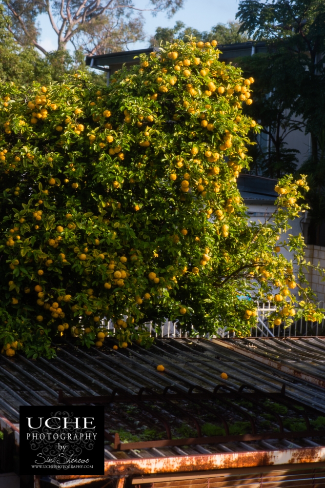 20160613.165.365.orange tree view