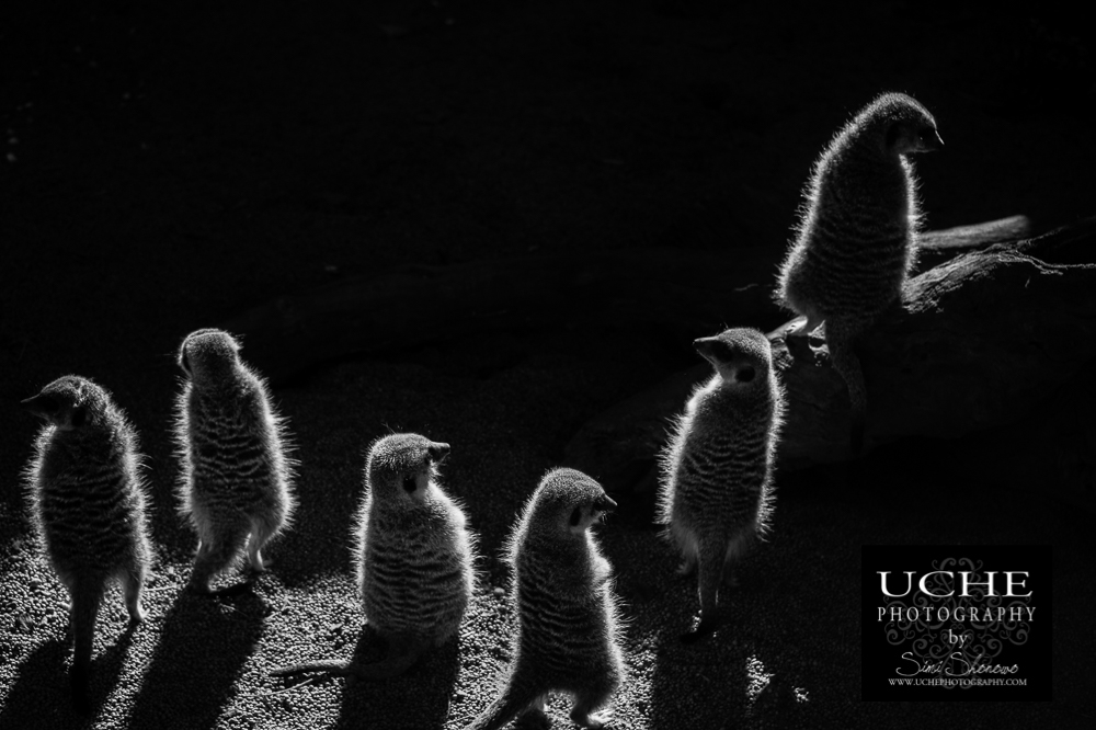 20160618.170.365.rim lit meerkats