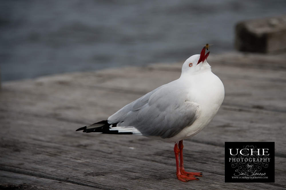 20160623.175.365.bird chomps bee