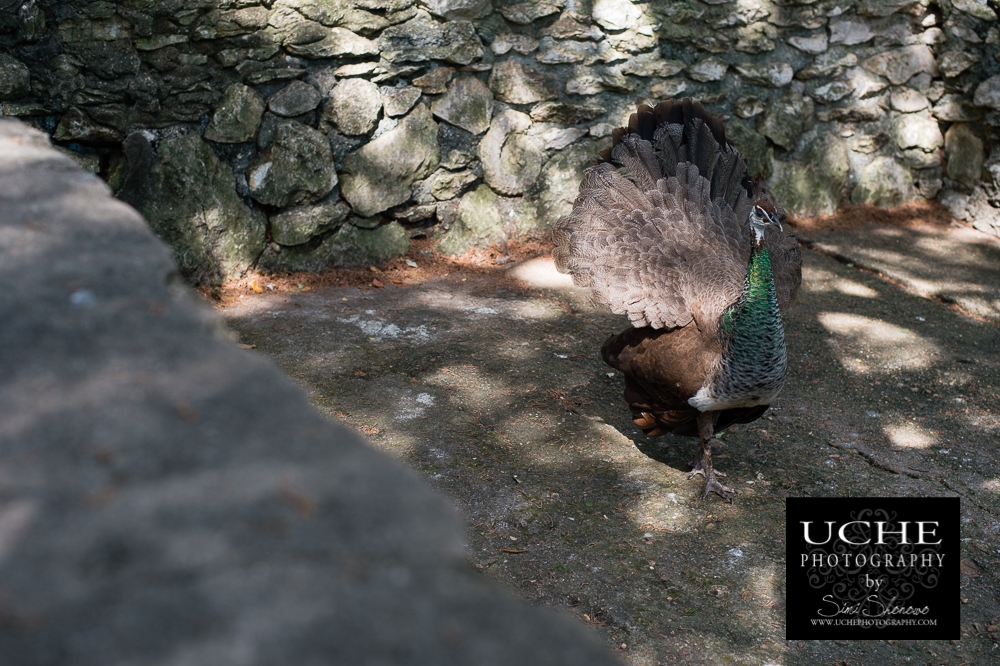 20160707.189.365.peahen tail