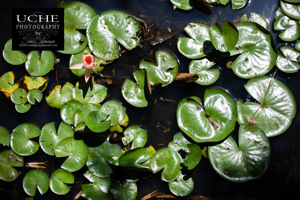 20160727.209.365.one on the pond