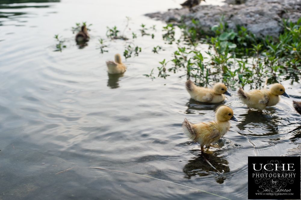 20160812.225.365.getting my ducks in a row