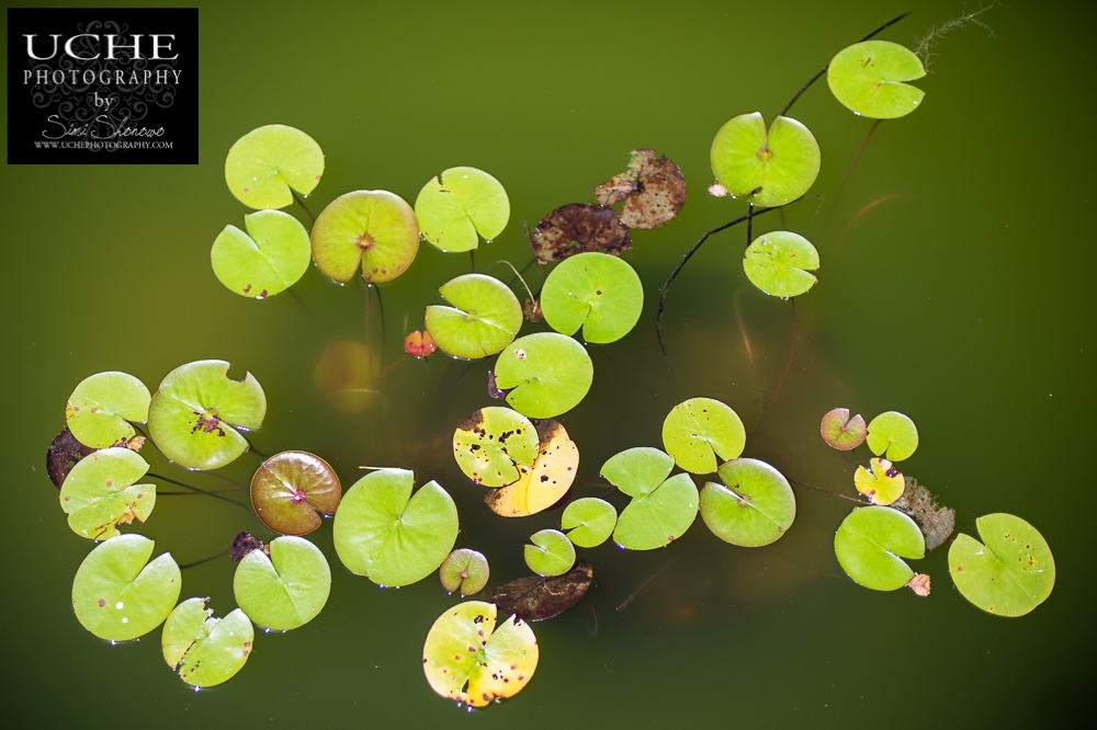 20160909.253.365.the lily pads spread