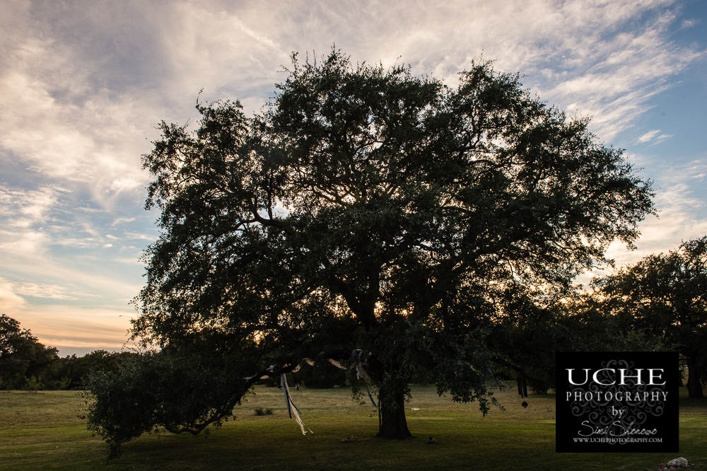 20161022.296.365.wedding sunset tree