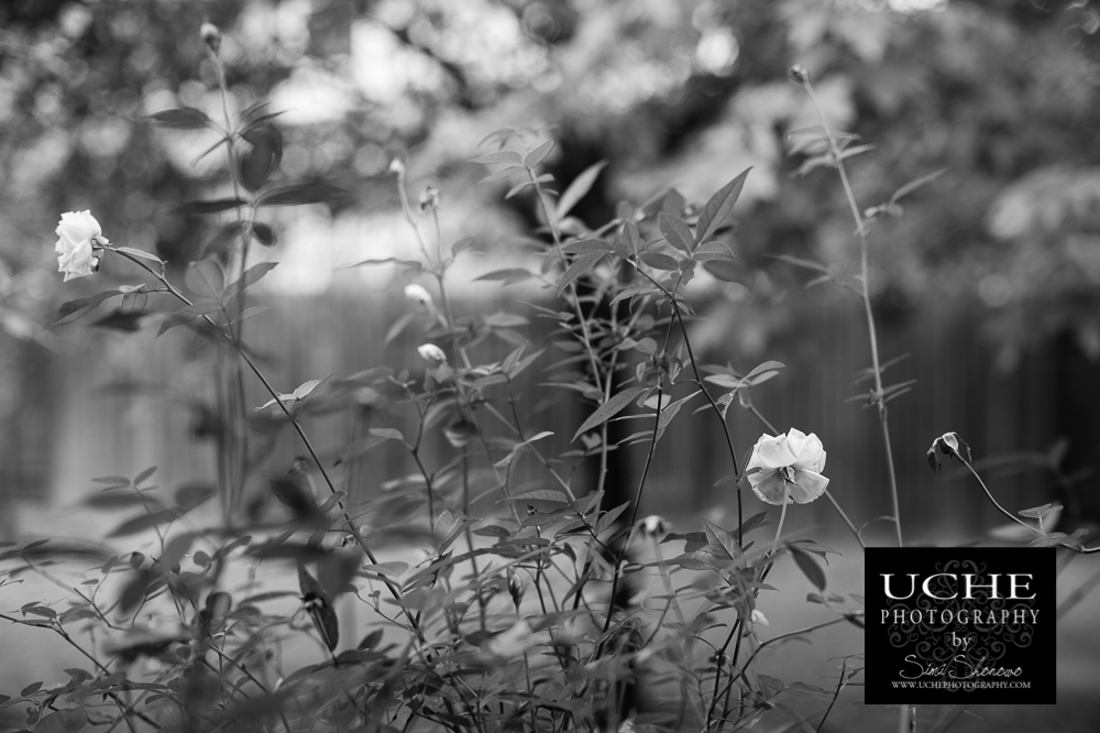 20161102.307.365.rose bush