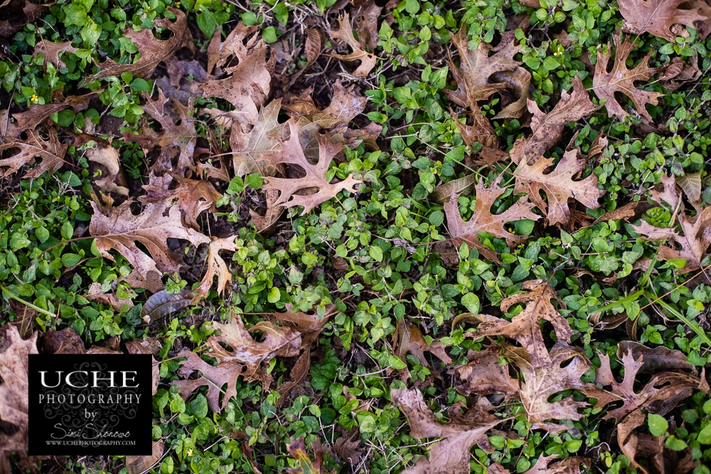 20161121.326.365.fall collage