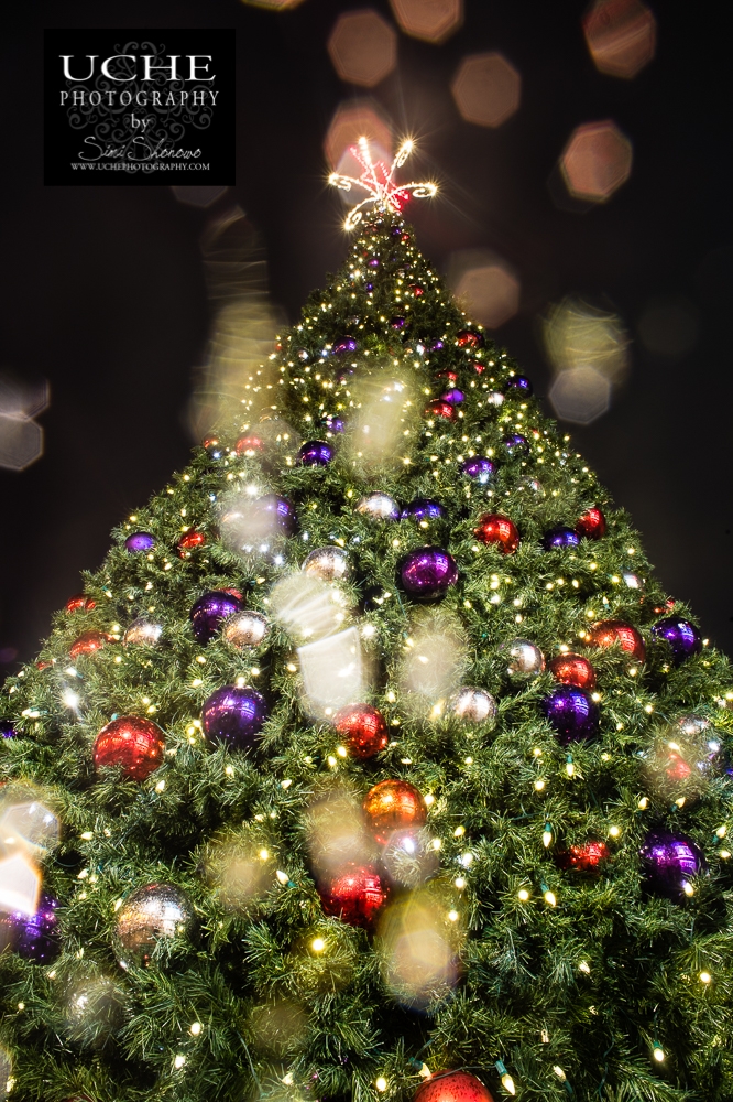 20161202.337.365.Christmas tree lookup
