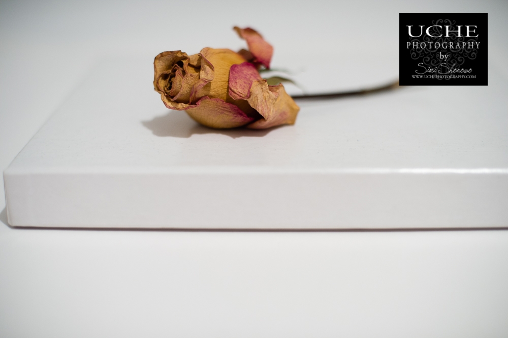 20161215.350.365.single rose