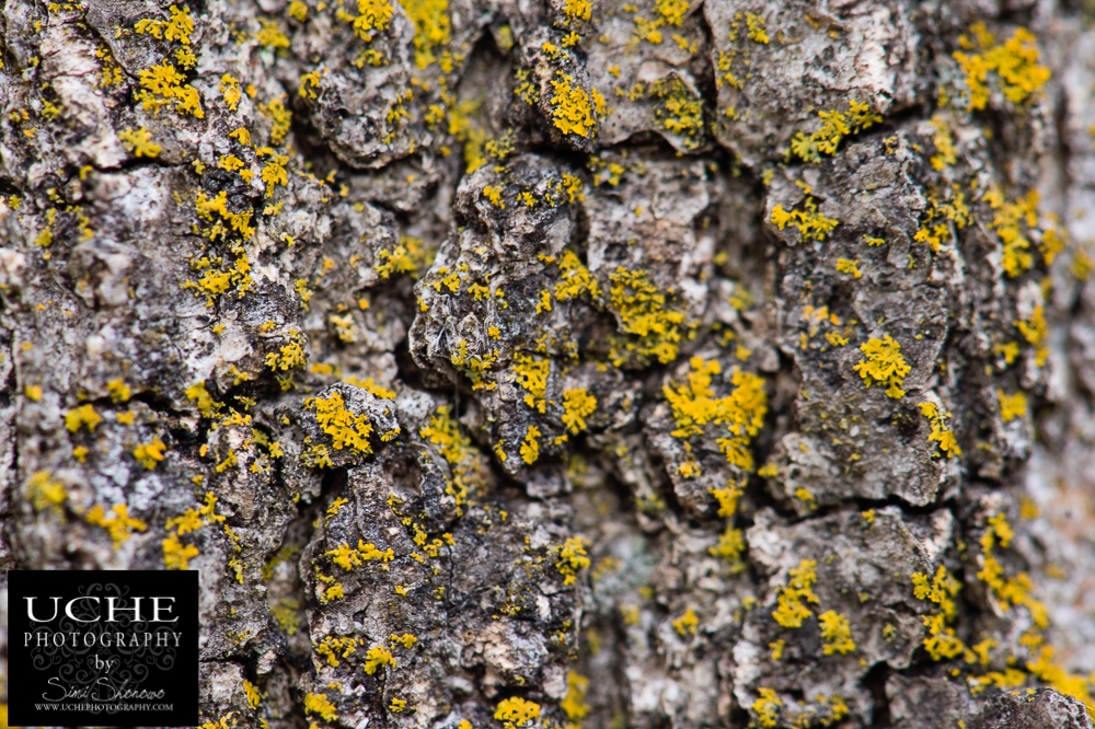 20190106.006.365.lichen fascination