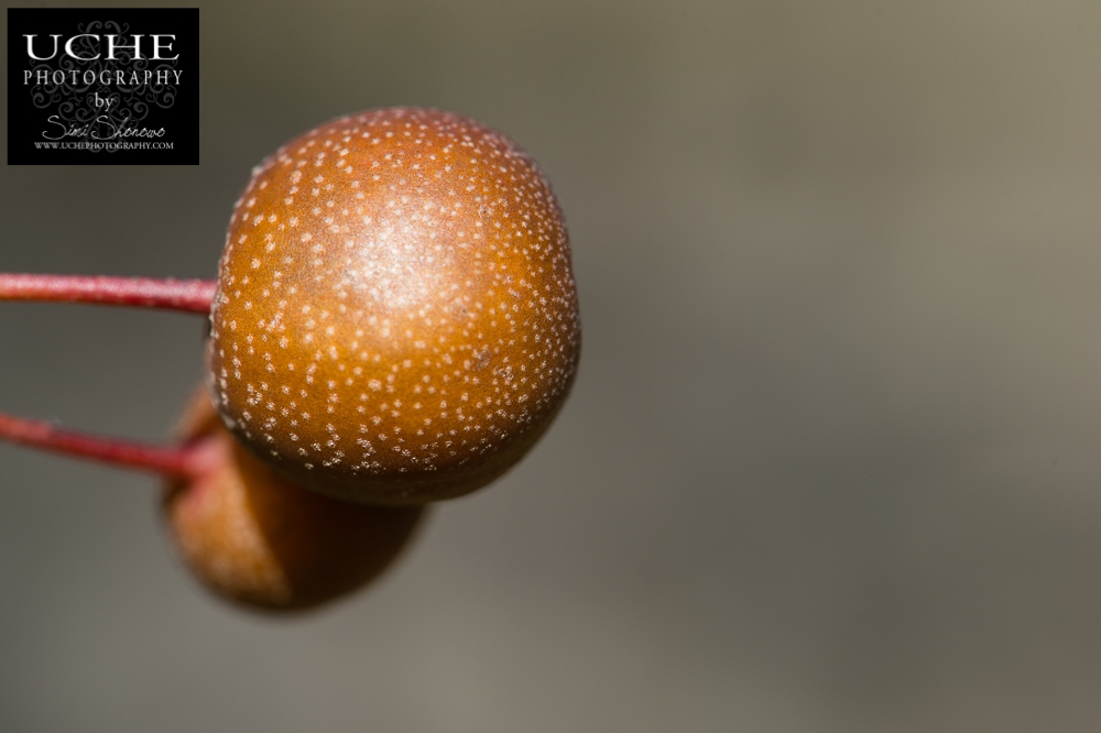20190112.012.365.examine the fruit