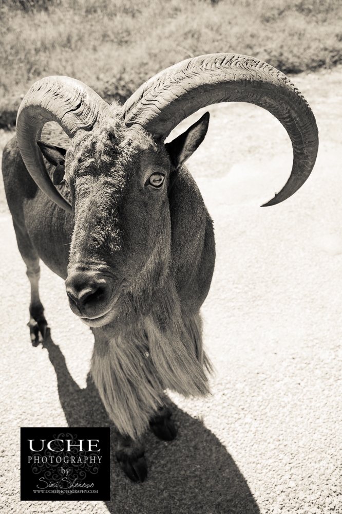 what_is_it_#26_reveal_disco_ram?